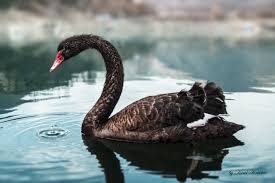 Black Swan Events – John 20: 1 – 29