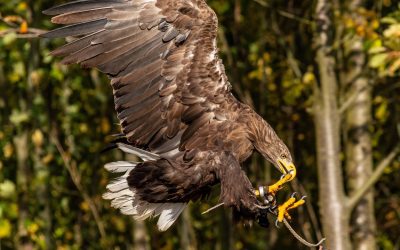 The Ancient Art of Falconry